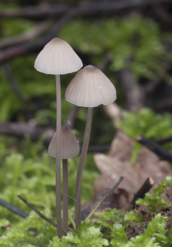 Mycena galopus